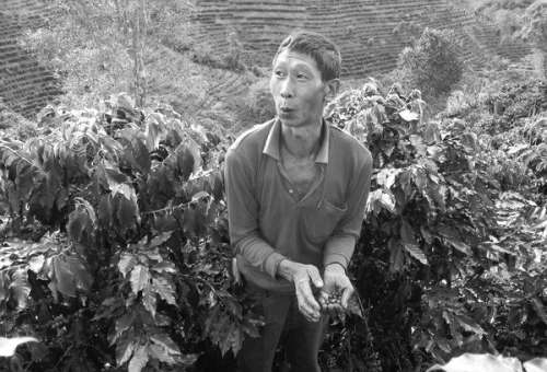 中国普洱茶农转种咖啡豆-青年参考